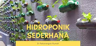 Sekarang luas pekaran terbatas sekali, apalagi di daerah perkotaan tak ada sama sekali lahan pekarangan rumah sehingga mereka melakukan dengan vertikultur atau dalam pot. 6 Cara Budidaya Hidroponik Sederhana Di Pekarangan Rumah Hidroponik Yuk