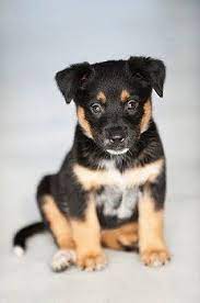 Whether your german shepherd/rottweiler puppy was bred deliberately or is an adorable accident you have rescued from a shelter, you have a very cute puppy on your hands. German Shepherd Rottweiler Mix Puppies Google Search Rottweiler Mix Puppies Rottweiler Mix Puppies