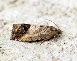 Image result for Cydia splendana