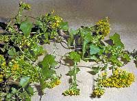 Image result for Delairea odorata