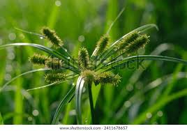 Image result for Cyperus ajax