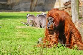 It initially encompassed 15.5 hectares. Zoo Gelsenkirchen 1 Zoom Fotografie Dunkelbunt