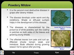 We did not find results for: Ppt Diseases Management In Grape Nursery Powerpoint Presentation Free Download Id 2991915