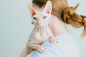 According to today, jasper the cat has been through it: Hairless Cat Adoption Important Tips For Bringing Home A Baldy Great Pet Care