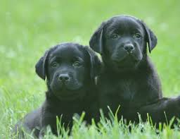 Puppies will be ready to go home in july 22nd. Black Labrador Retriever Puppies For Sale Hidden Pond Labradors