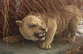 Top 10 Awesome Animals Humans Let Go Extinct Extinct Animals Animals Wild Rare Animals