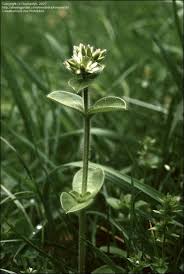 Image result for Cerastium glomeratum