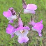 Image result for Eulophia cucullata