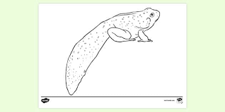 The top 10 frog coloring pages on the internet. Baby Bull Frog Colouring Sheet Teacher Made