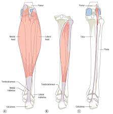 The gastrocnemius is the larger calf muscle, forming the bulge visible beneath the rhabdomyolysis: Anatomy Of The Calf Muscle Corewalking