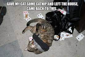 Funny Cats High On Catnip Gave My Cat Some Catnip Left The House Came Back To This Funny Cat Photos Funny Cats Funny Animal Pictures