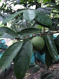 Image result for Rawsonia lucida