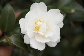 Maybe you would like to learn more about one of these? White Camellia Flower Symbolism Hno At