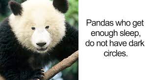 138 Unbelievable Facts That Are Actually 100 True Panda Facts Unbelievable Facts Fun Facts