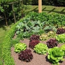 Gemusebeet Planen Das Sollten Sie Beachten Garten Hochbeet Garten Gemusebeet