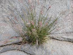 Image result for Melinis repens