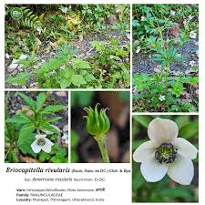 Image result for Pavetta decumbens