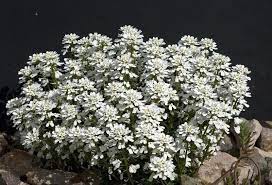 Candytuft Hycinthiflora 50 Seeds In 2021 Planting Flowers Ground Cover Plants Fragrant Flowers