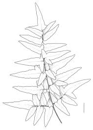 Image result for Cheilanthes viridis