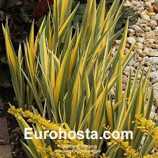 Image result for Eriochrysis pallida