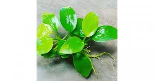 Aquascape adalah seni mengatur dan menata tanaman air, bebatuan, dan kayu di dalam akuarium. 11 Jenis Tanaman Air Aquascape Untuk Mempercantik Aquarium Popmama Com