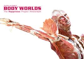 Image result for body worlds