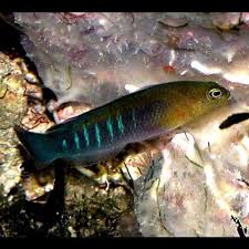 Surge Dottyback Pseudochromis Cyanotaenia Aqua Locker