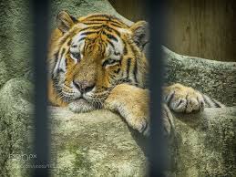 The video shows hodge walking in an enclosure behind the. Tiger In Cage Tiger Leopard Painting Animals