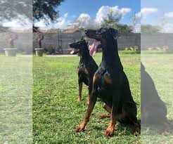Doberman pinscher puppies for sale florida. View Ad Doberman Pinscher Puppy For Sale Near Florida Orlando Usa Adn 132266