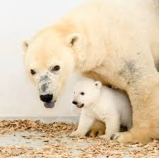 A baby polar bear which is about to leave the den is relatively more fluffy and is covered with short woolly fur than the one at birth. Polar Bear Zooborns