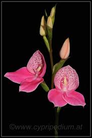 Image result for Disa stairsii