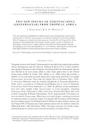 Image result for Streptocarpus eylesii × michelmorei