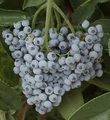 It tastes much like the commercial kiwi fruit, to which it is closely related, but is somewhat sweeter and has smooth skin. Elderberries Picture All About Unusual Fruit To Pick Serviceberries Saskatoons Gooseberries Olliaberries Boysenberries Berries Wild Edibles Edible Plants