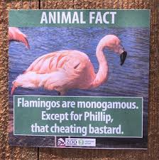 A Comedian Planted Fake Animal Facts All Over The La Zoo And They Are Hilarious Funny Animal Facts Animal Facts Fake Animals