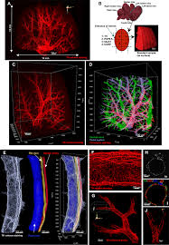 Hamster picture 835 1000 jpg. Disorganization And Degeneration Of Liver Sympathetic Innervations In Nonalcoholic Fatty Liver Disease Revealed By 3d Imaging Science Advances
