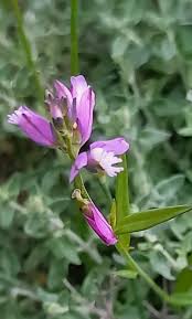 Image result for Polygala rivularis