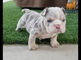The coat coloring can range from a cool blue hue to sleek silver, and some lilac frenchies. Lilac Tri Merle English Bulldog Puppy 33 Days Old Lilac Tri Merle Boy Bulldog Youtube