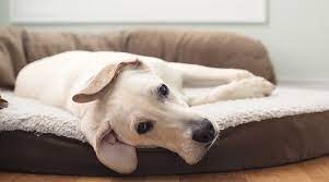 Maybe you would like to learn more about one of these? Best Indestructible Chew Proof Dog Beds Durable Beds For Chewers