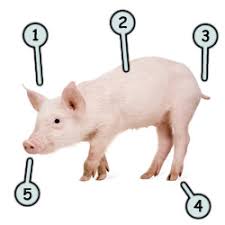 Some are very fat some are not so fat…well, i chose to draw this piggy. How To Draw A Pig