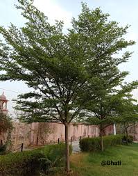 Image result for Terminalia neotaliala