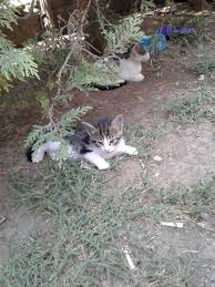 Ozgurluk Parki Goztepe Istanbul Kitten Kitty Animals
