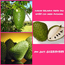 Daun durian belanda ubat kanser. Pati Durian Belanda Puchong Amerika Merahsiakan Ubat Kanser Selama Bertahun2 10 000 Kali Ganda Dari Kimotherapy Ubat Tersebut Ada Disekitar Kita Selama Ini Kita Tahu Bahwa Kanser Hanya Blh Diubati Dengan