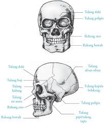 Rangka kepala dikenal dengan nama tengkorak. Gambar Tulang Tengkorak Manusia