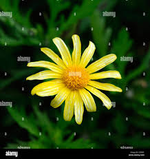 Image result for Euryops chrysanthemoides