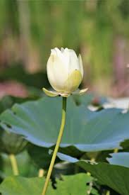 Submitted 4 months ago by imapickleboi69apprentice. White Lotus Flower Bud Free Stock Photo Public Domain Pictures