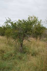 Image result for Acacia gerrardii