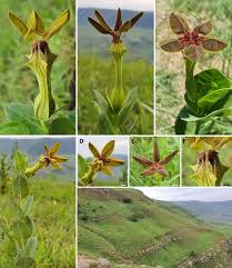 Image result for Pyrostria phyllanthoidea