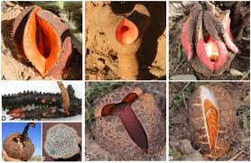 Image result for Hydnoraceae