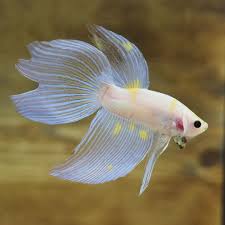 Very Nice Translucent Spade Tail Betta Fish With Yellow Spot On His Fins In 2020 Betta Fish Betta Betta Fish Tank