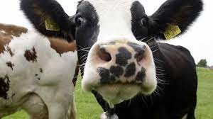 O único vulcão visitável do mundo fica nos açores. Abater Para Valorizar Preco Do Leite Vacas Felizes Nos Acores Onde